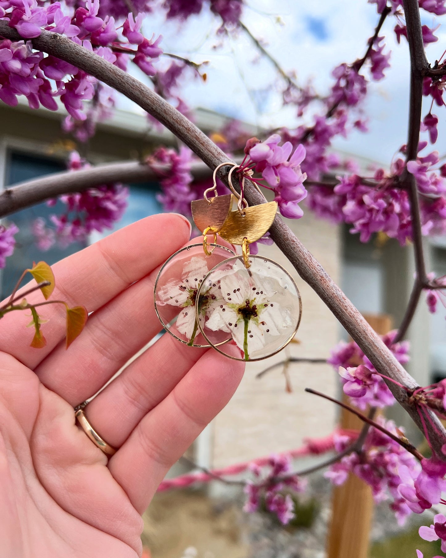 Large white cherry blossom